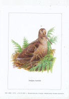 TIMBRE  ZEGEL STAMP BELGIQUE LES OISEAUX D' ANDRE BUZIN  BELLE GRAVURE " BECASSE DES BOIS " - Sammlungen