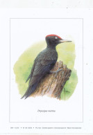 TIMBRE  ZEGEL STAMP BELGIQUE LES OISEAUX D' ANDRE BUZIN  BELLE GRAVURE " PIC NOIR " - Colecciones