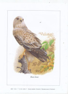 TIMBRE  ZEGEL STAMP BELGIQUE LES OISEAUX D' ANDRE BUZIN  BELLE GRAVURE " BUSE VARIABLE    " - Sammlungen