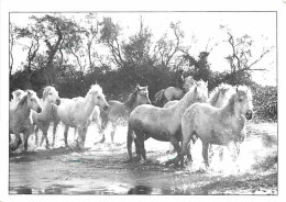 Animaux - Chevaux - Camargue - Chevaux En Liberté Dans Les Marais - CPM - Voir Scans Recto-Verso - Pferde