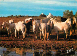 Animaux - Chevaux - Camargue - La Manade - Camarguais - Horses - Pferde - CPM - Voir Scans Recto-Verso - Pferde