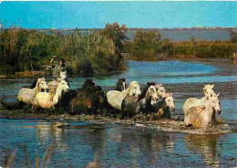 Animaux - Chevaux - Camargue - Manade De Chevaux Dans Les Marais - CPM - Voir Scans Recto-Verso - Pferde