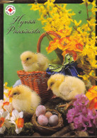 Postal Stationery - Chicks - Eggs In The Basket - Red Cross 2012 - Suomi Finland - Postage Paid - Entiers Postaux