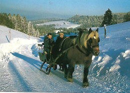 Cheval Tirant Un Traîneau Sur La Neige. Cpm Neuve. - Pferde