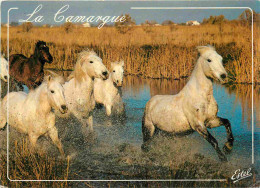 Animaux - Chevaux - Camargue - Camarguais - Horses - Pferde - CPM - Voir Scans Recto-Verso - Pferde
