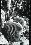 ► MONACO  Cpsm Bromure Du JARDIN EXOTIQUE  Cactus - Jardin Exotique