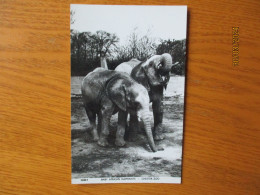 BABY AFRICAN ELEPHANTS CHESTER ZOO  , 17-3 - Elefanti