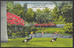 Sarasota  Florida - C.P.A. 1956 -  Beautiful Golden Crested Cranes In Sunny Florida Sarasota Jungle Garden By E.Russell - Sarasota