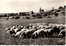 MOUTONS SUR LE CAUSSE AU MAS ST CHELY - Saint Chely D'Apcher