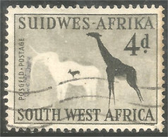 838 S.W.A. Girafe Giraffe Girafa (SWA-11b) - Afrique Du Sud-Ouest (1923-1990)