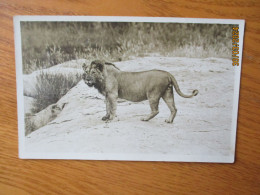 KENYA , LION   , 17-3 - Leones