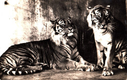 CQ91. Vintage Postcard. Tigers In Burgers Nature Park. Arnhem. Netherlands - Tigers