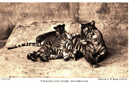 CQ78. Vintage Postcard. Tigress And Cubs, Whipsnade Zoo - Tiger