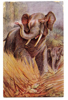 CQ85. Vintage Postcard. Elephants In The Wild. By George Rankin - Elephants