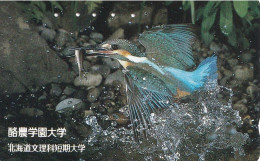 Japan Tamura 50u Old 1986 230 - 052 Kingfisher Bird Nature Animal Overprint Rare College Advertisement - Giappone