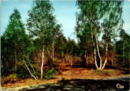 31-3-2024 (4 Y 32) France - Sous Bois En Sologne - Arbres