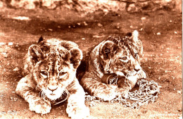 CR17.  Vintage Postcard.  Lion Cubs - Löwen