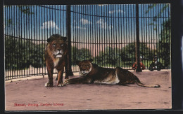 AK Basel, Löwenpaar Im Zoologischen Garten  - Tijgers