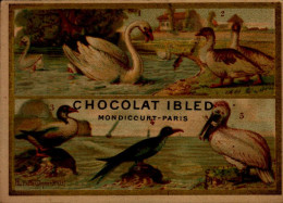 CHROMO...CHOCOLAT IBLED..LES OISEAUX... - Ibled