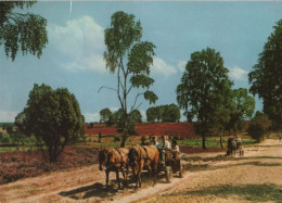 42549 - Lüneburger Heide - Ca. 1985 - Lüneburger Heide