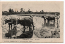 Carte Postale Ancienne Birmanie - Ploughing Uce Fields - Agriculture - Myanmar (Burma)