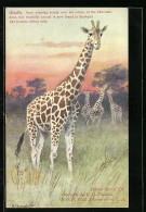 Künstler-AK Giraffen In Der Afrikanischen Savanne  - Girafes