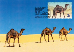 Chameaux / Camels / Dromader /  MAXI CRD,CARTES MAXIMUM CM,2021 ROMANIA. - Maximumkarten (MC)