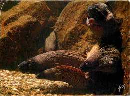 Animaux - Poissons - Musée Océanographique De Monaco - 24-048-05 - Murenes - Muraena Helena - CPM - Voir Scans Recto-Ver - Pescados Y Crustáceos