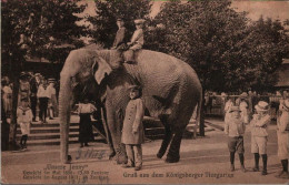 ! Alte Ansichtskarte Gruss Aus Dem Königsberger Tiergarten, Zoo, Elefant Jenny, Elephant, Ostpreußen - Ostpreussen