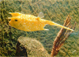 Animaux - Poissons - Musée Océanographique De Monaco - 24-048-01 - Poisson Coffre - Cow Fish - CPM - Voir Scans Recto-Ve - Poissons Et Crustacés