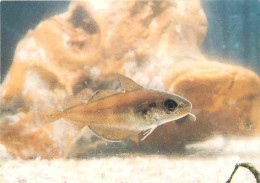 Animaux - Poissons - Tacaud - Trisopterus Luscus - CPM - Voir Scans Recto-Verso - Fish & Shellfish