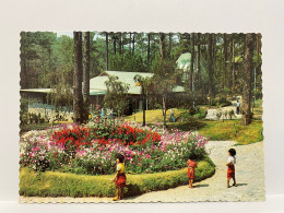 Baguio Flowers At Imelda's Park Baguio City PHILIPPINES Postcard - Filippine