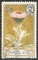 844 Swaziland Fleur Flower Blume Dicoma Zeyheri (SWZ-30a) - Swaziland (1968-...)