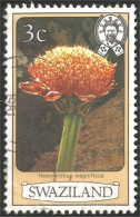 844 Swaziland Fleur Flower Blume Haemanthus (SWZ-28a) - Swaziland (1968-...)