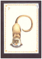 FORMAT 10x15cm - LE CHAT ALPHABET - DESSINS DE ARMELLE BOY - TB - Collezioni E Lotti