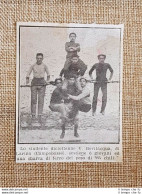 V. Bevilacqua Di Larino (Campobasso) Nel 1913 Solleva Il Peso Di 365 Chilogrammi - Altri & Non Classificati