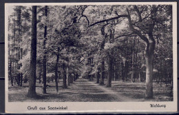 DE 1955 - Berlin-Spandau - Gruß Aus Saatwinkel (Waldweg) - Spandau