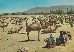 Afghanistan - Stockyard Ghaznee , Camel Market 1971 - Afganistán