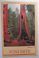 ETATS-UNIS - CALIFORNIA - Yosemite National Park - Clothespin Tree - Yosemite