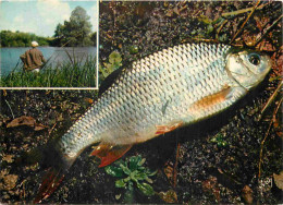 Animaux - Poissons - Gardon Frit - Recette De Mapie De Toulouse-Lautrec - Cuisine - Gastronomie - CPM - Voir Scans Recto - Fish & Shellfish