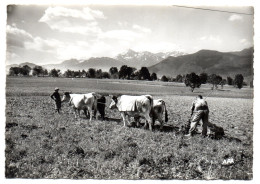 CPSM    SCENE DE LABOUR DOMINEE PAR LE PIC DU MIDI    -      ATTELAGE DE BOEUFS - Attelages