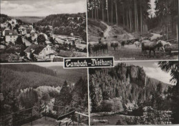 45683 - Tambach-Dietharz - U.a. Waldpartie - 1977 - Tambach-Dietharz