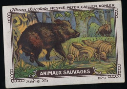 Nestlé - 35 - Animaux Sauvages, Wild Animals - 9 - Sanglier, Boar, Wild Pig - Nestlé