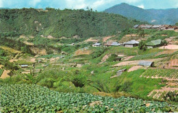 1 AK Malaysia * Cameron Highlands Im Malaysischen Sultanat Pahang * - Maleisië