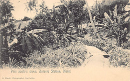 Seychelles - MAHÉ - Pine Apple's Grove, Botanic Station - Publ. S. Ohashi - Seychellen