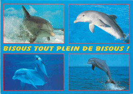 Animaux - Dauphin - Dolphin - Carte à Message - CPM - Carte Neuve - Voir Scans Recto-Verso - Dolphins