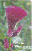 TARJETA DE ANTIGUA & BARBUDA DE UNA FLOR CELOSIA (FLOWER) - Antigua Y Barbuda