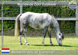 01212 Stadsboerderij De Vosheuvel, NL - Welsh Mountain Pony (Equus Ferus Caballus "Welsh Mountain Pony") - Amersfoort
