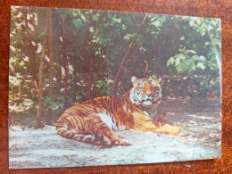 Chinese Tiger In Moscow Zoo - Old Postcard 1982 - Tijgers