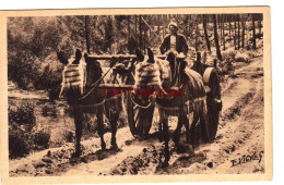 CPA GUYENNE GASCOGNE - ATTELAGE DE MULES EN ETE - Attelages